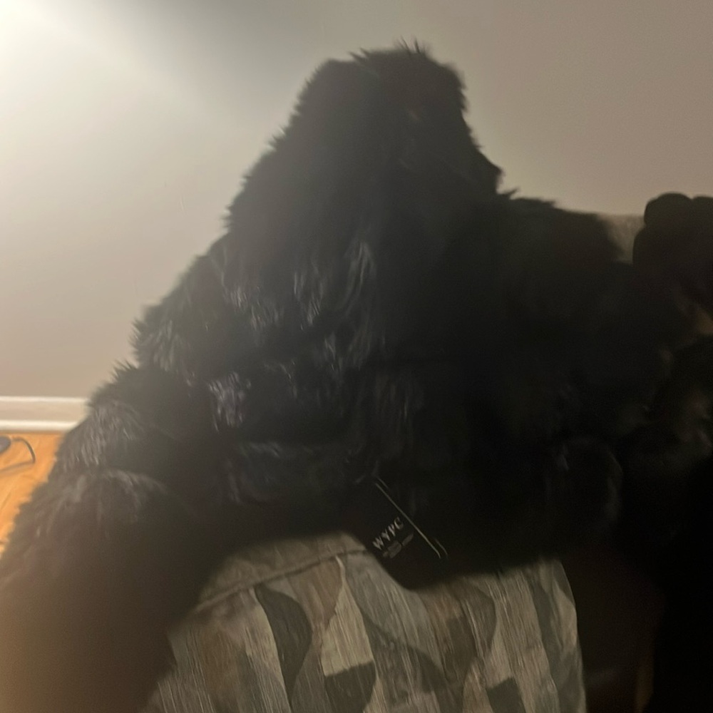 I’m saling an black fox fur brand new still has the tag on it it’s a small